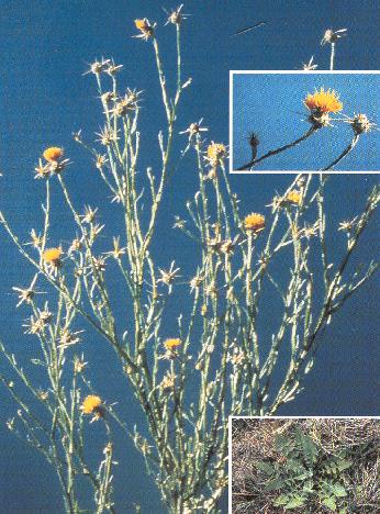 Yellow Starthistle