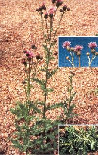 Canada Thistle