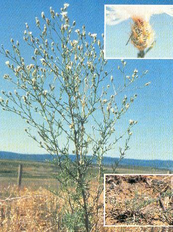 Diffuse Knapweed