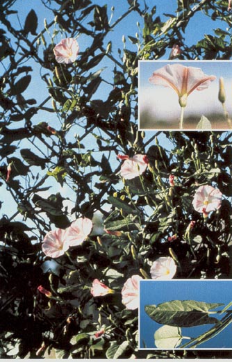 Field Bindweed