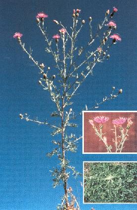 Spotted Knapweed